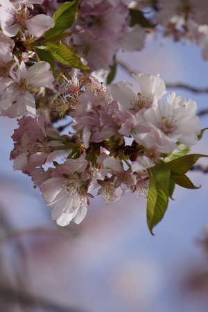 cherry blossoms