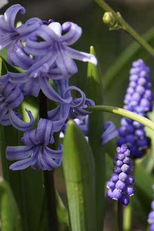 hyacinthsの写真素材