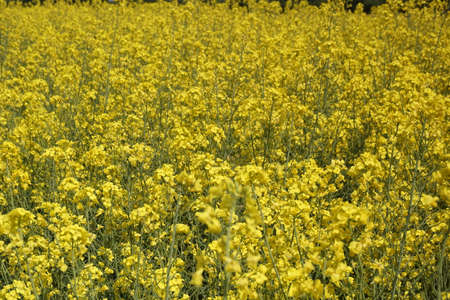 Rapeseed