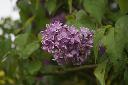 Lilac