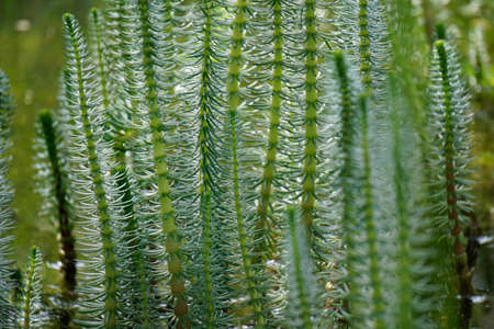 grassの写真素材