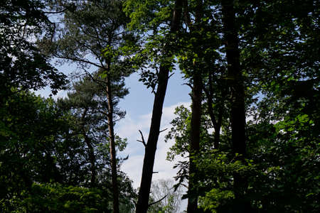 forest
