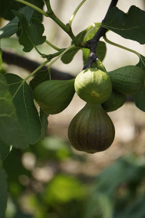 Fig Tree
