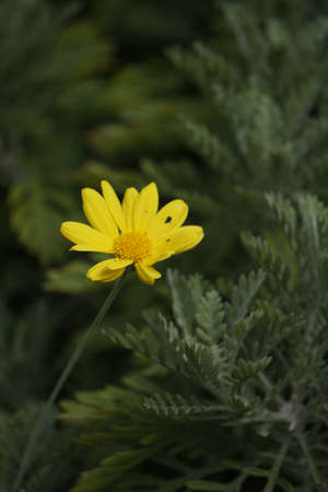 yellow flowerの写真素材