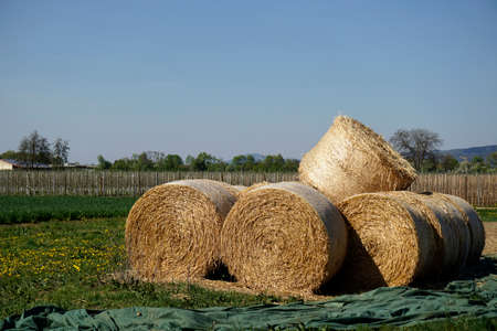hayballs on a field