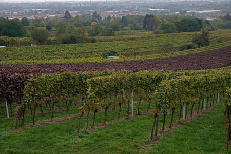 Vineyard in autumn