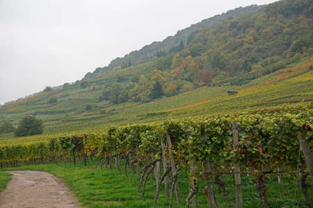 Vineyard in autumn