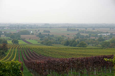 Vineyard in autumnの写真素材