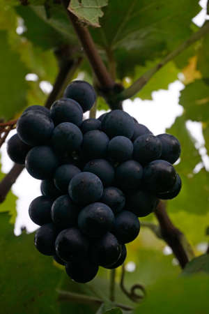 Bunch of grapes