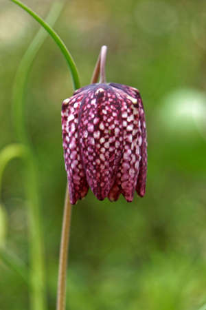 checkered lilyのeditorial素材