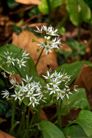 Wild garlic