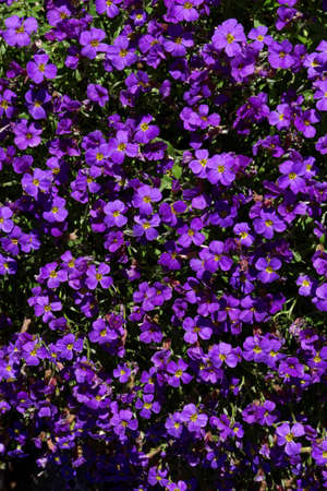 forget me not flower purpleの写真素材