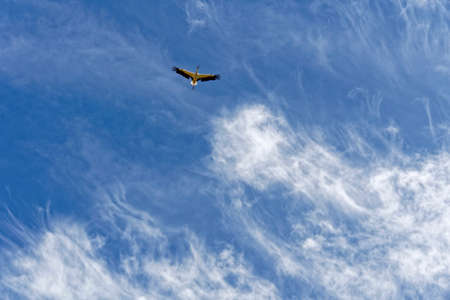 stork in blue summer skyの写真素材
