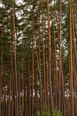 Pine Forestの写真素材