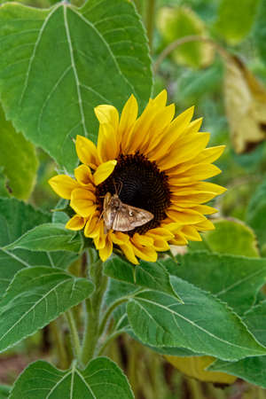 sunflower with a butterfly on itの写真素材