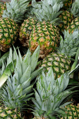 A heap of fresh pineapplesの写真素材