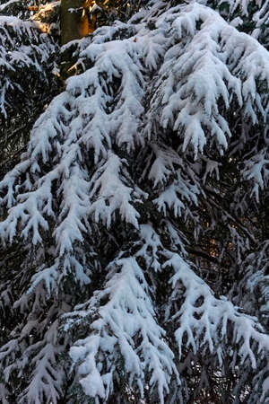 winter background, close up of a tree with snowの写真素材