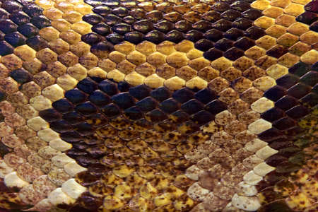 snake skin, backgroundの写真素材