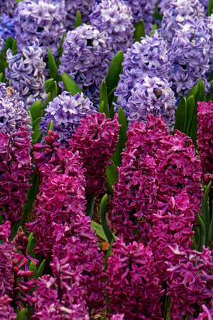 blooming hyacinth field in spring, closeupの写真素材