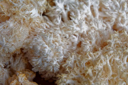 edible coral mushrooms, closeupの写真素材