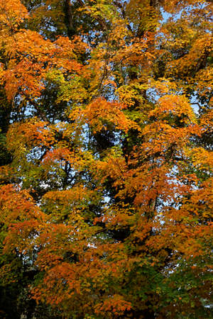 tree in autumn colors