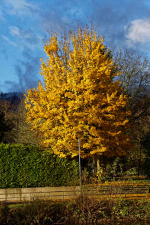 Tree with yellow leaves in autumn