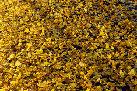 Yellow leaves on the street in autunm, background