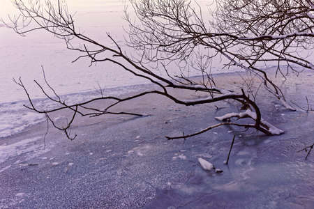 Tree in a frozen lake, winter wonderlandの写真素材
