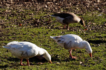 white goose in wildlife on a sunny day