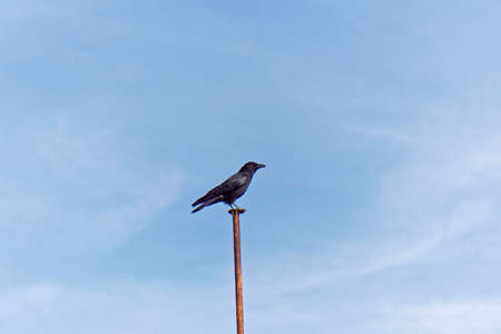 Crow at a sunny day with blue sky
