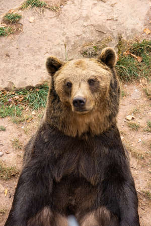 Brown bear sitting on a stoneの写真素材