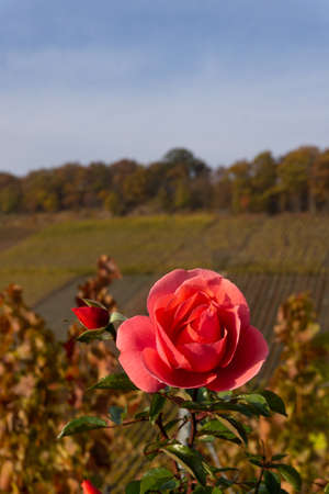 Rose in a vineyard in autumnの写真素材