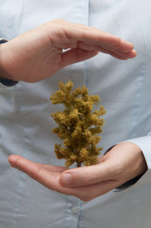 Hands protects a green treeの写真素材