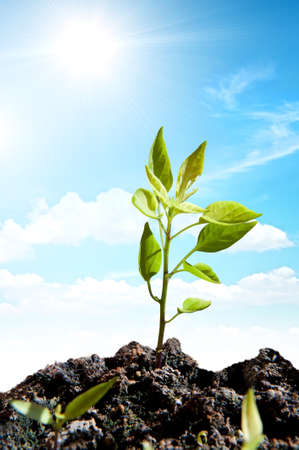 New green plant with sun rayの写真素材