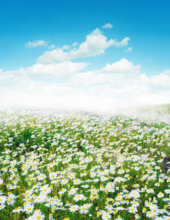 Daisy field  morning sunlightの写真素材