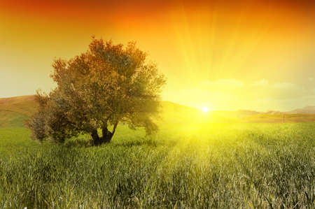 Olive tree in a green field during sunriseの写真素材