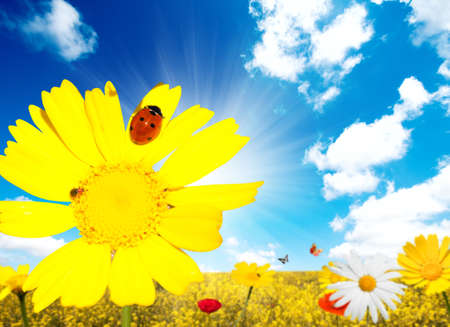 Daisy with ladybug against yellow landscapeの写真素材