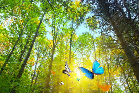 Bright sunshine in a woodsの写真素材