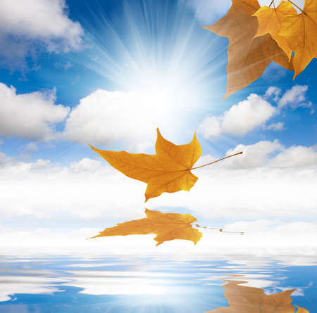 Autumn and falling orange leafの写真素材