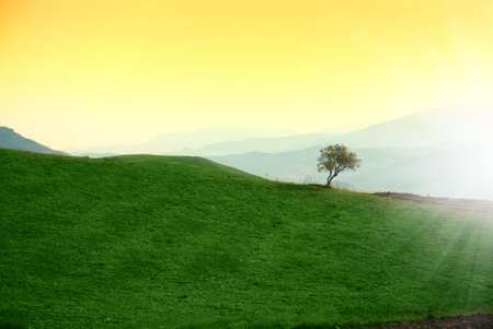 Colored sunset panorama with isolated treeの写真素材