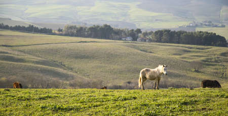 green fields landscape with horses の写真素材