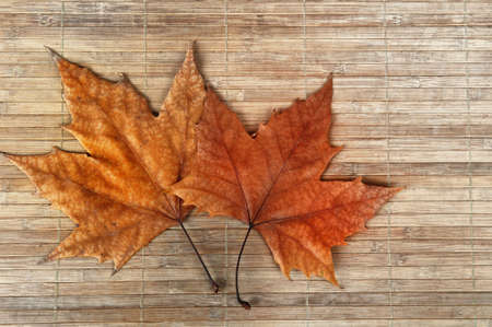 Autumn leaves on wood patternの写真素材