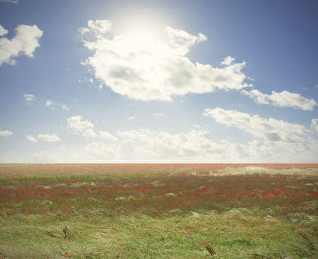 Green field with poppy flowers with sun rayの写真素材