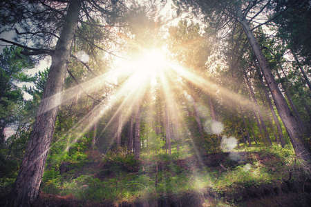 Sunlight through the branches of woods treesの写真素材