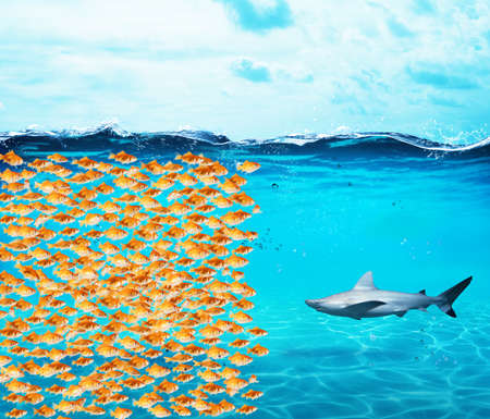Goldfishes group make a wall against the shark. Concept of unity is strenght, teamwork and partnershipの写真素材