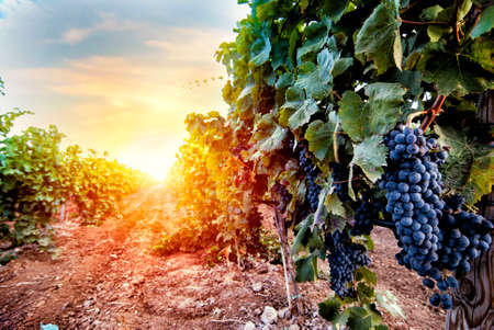 Field of vineyard full of grapes during sunrise