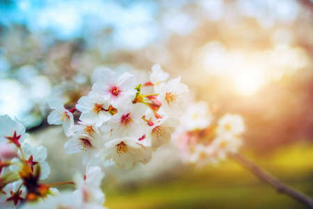 Cherry flower on a tree in Japan during sunriseの写真素材