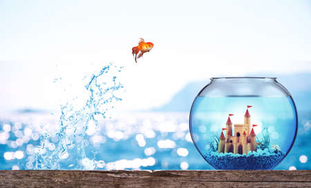 Goldfish leaps from the sea to go to a luxurious aquarium