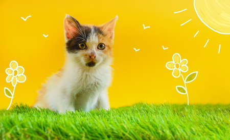 Young colored cat plays in a green field
