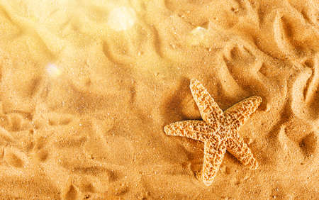 Background of isolated starfish on the golden beachの写真素材